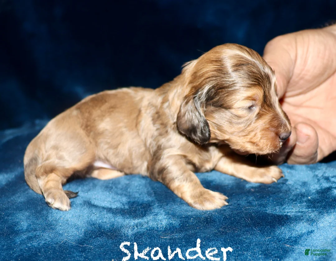 Miniature Dachshund dogs for sale: Skander - Ad 1