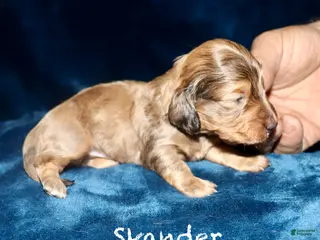 Miniature Dachshund dogs Skander - Ad 38