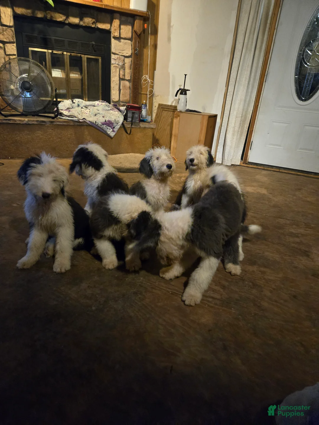Old English Sheepdog dogs for sale: Old English Sheepdog Puppy 7 - Ad 1