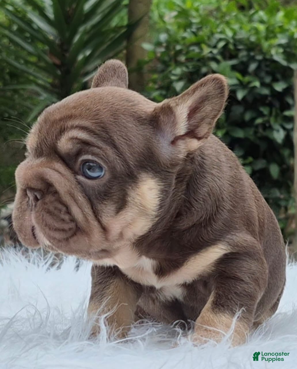 French Bulldog dogs for sale: Nayrobi French Bulldog Puppy female - Ad 2