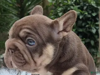 French Bulldog dogs for sale: Nayrobi French Bulldog Puppy female - Ad 2