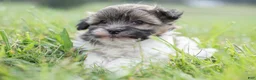 Havanese dogs for sale: Havanese 1 - Ad 3