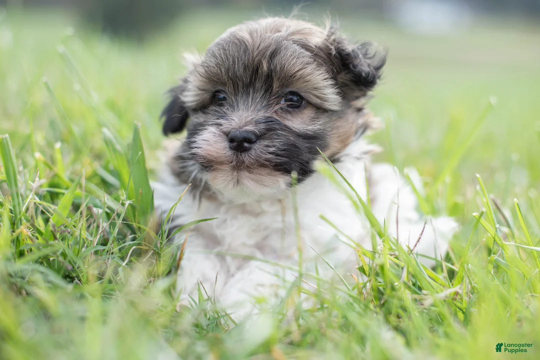 Havanese dogs for sale: Havanese 1 - Ad 3