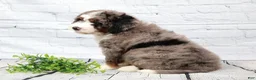 Mini Bernedoodle dogs for sale: Frisco  - Ad 7