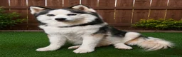Pomsky dogs for sale: Black mini - Ad 9