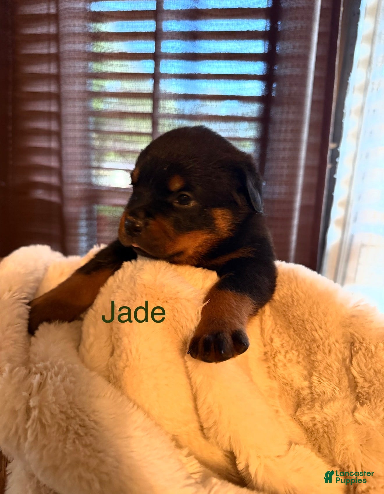 Rottweiler dogs for sale: Rottweiler 4 - Ad 3