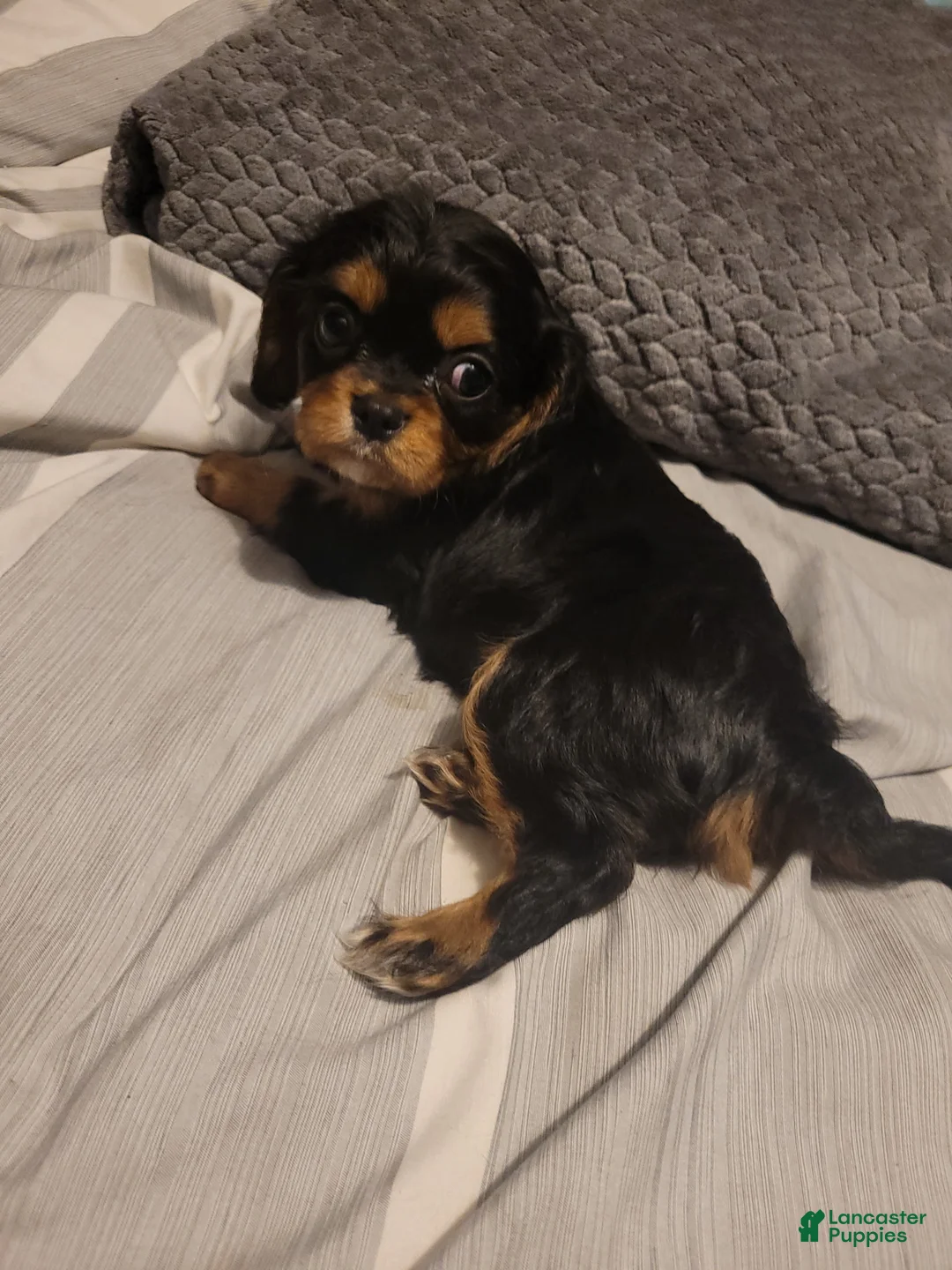 Cavalier King Charles Spaniel dogs for sale: Sebastian - Ad 2