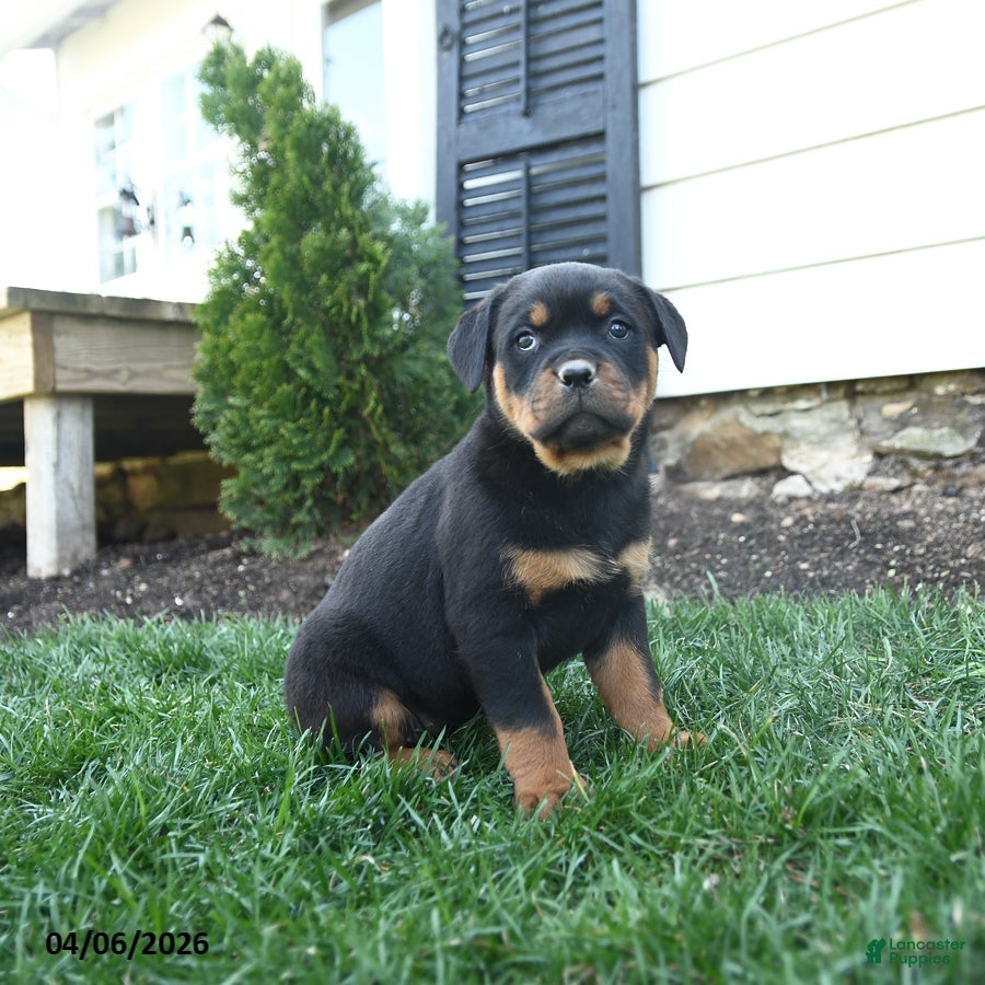 Rottweiler dogs Clover - Ad 1