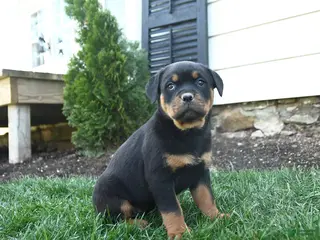 Rottweiler dogs for sale: Clover - Ad 2