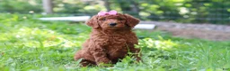 Standard Poodle dogs for sale: Nicole AKC - Ad 3