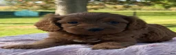 Cavapoo dogs for sale: Ruby - Ad 6