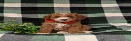 Miniature Poodle dogs for sale: Santiago  - Ad 2