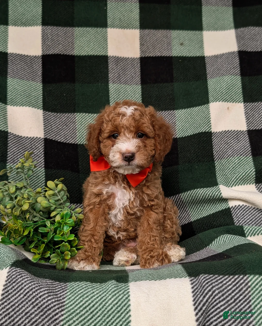 Miniature Poodle dogs for sale: Santiago  - Ad 2
