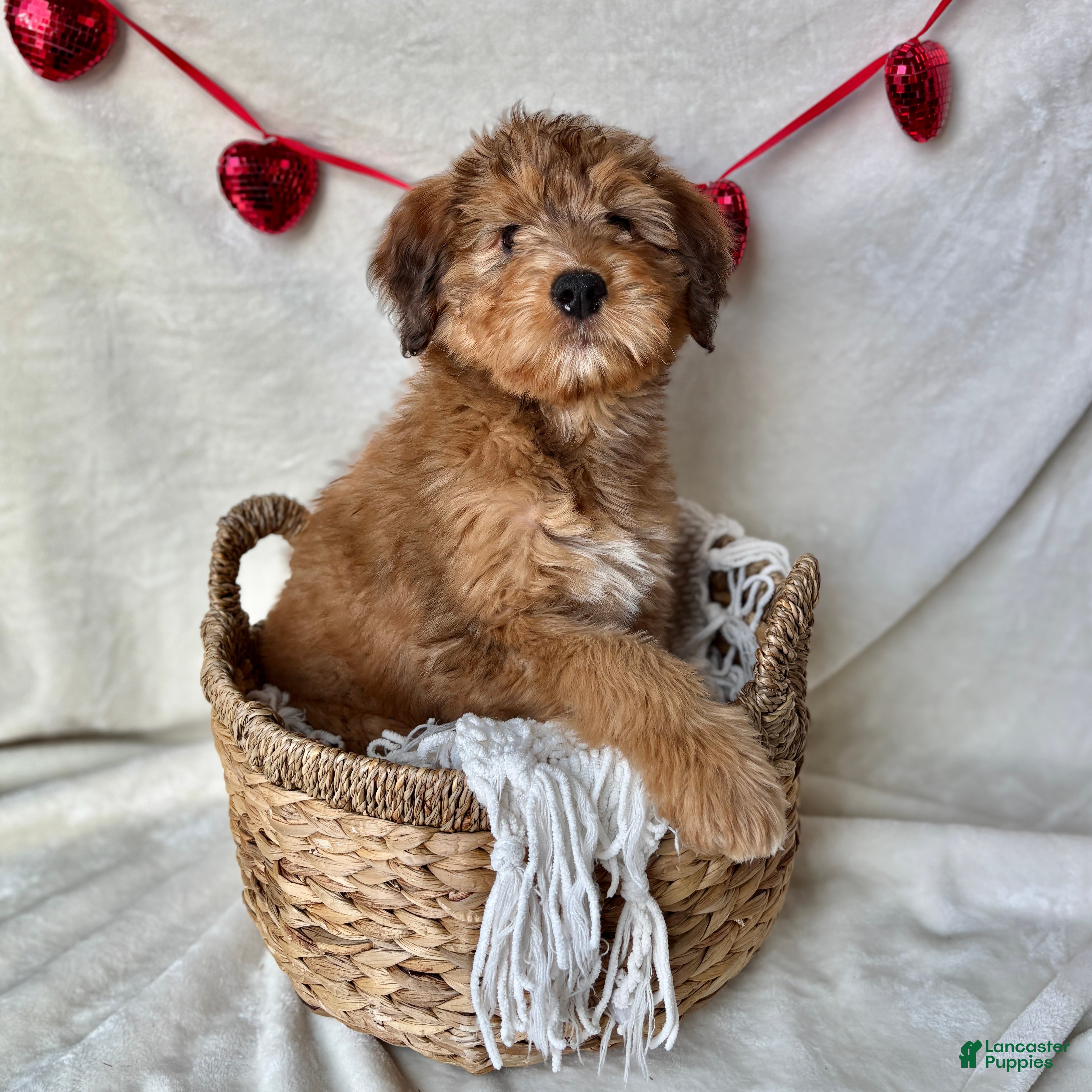 Bernedoodle dogs Bruno (Updated pictures!)  - Ad 1