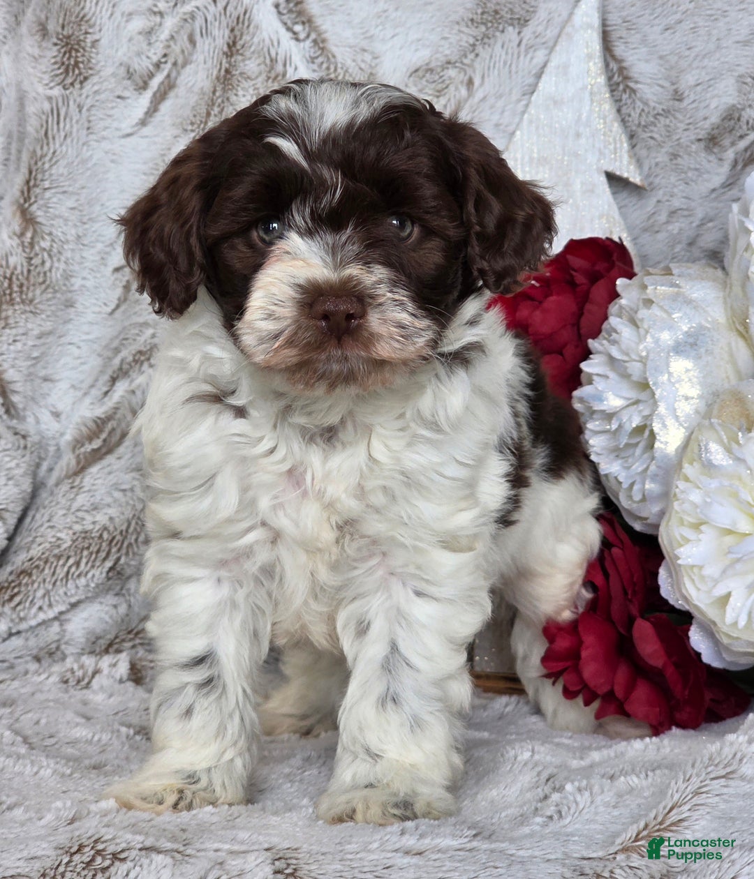 Schnoodle dogs for sale: Holly - Ad 1