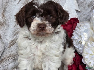 Schnoodle dogs Holly - Ad 4