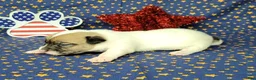 Jack Russell Terrier dogs for sale: CKC "Pogo" Delivery Available  - Ad 2