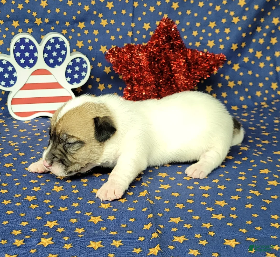 Jack Russell Terrier dogs for sale: CKC "Pogo" Delivery Available  - Ad 2