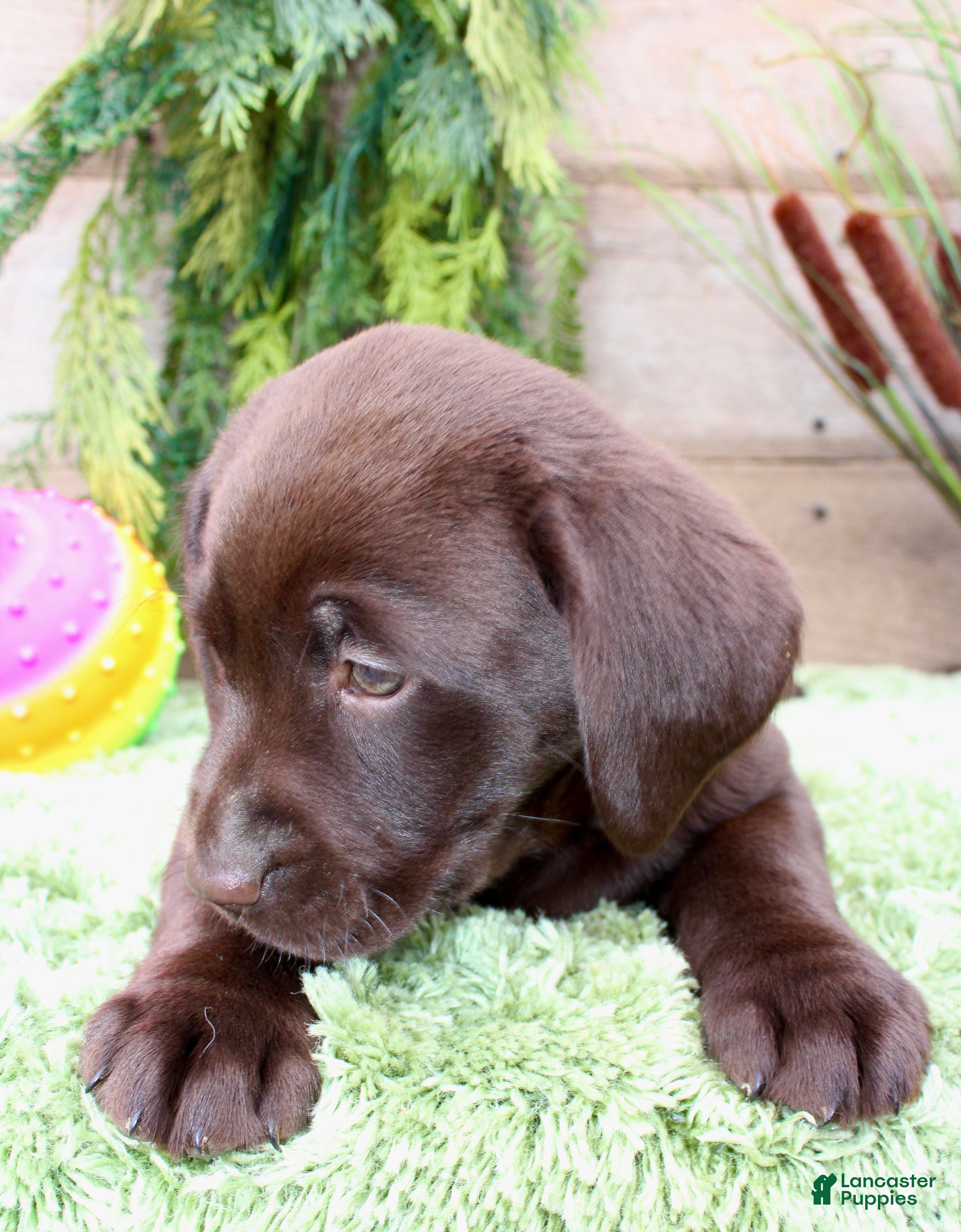 Labrador Retriever dogs Tootsie - Ad 2