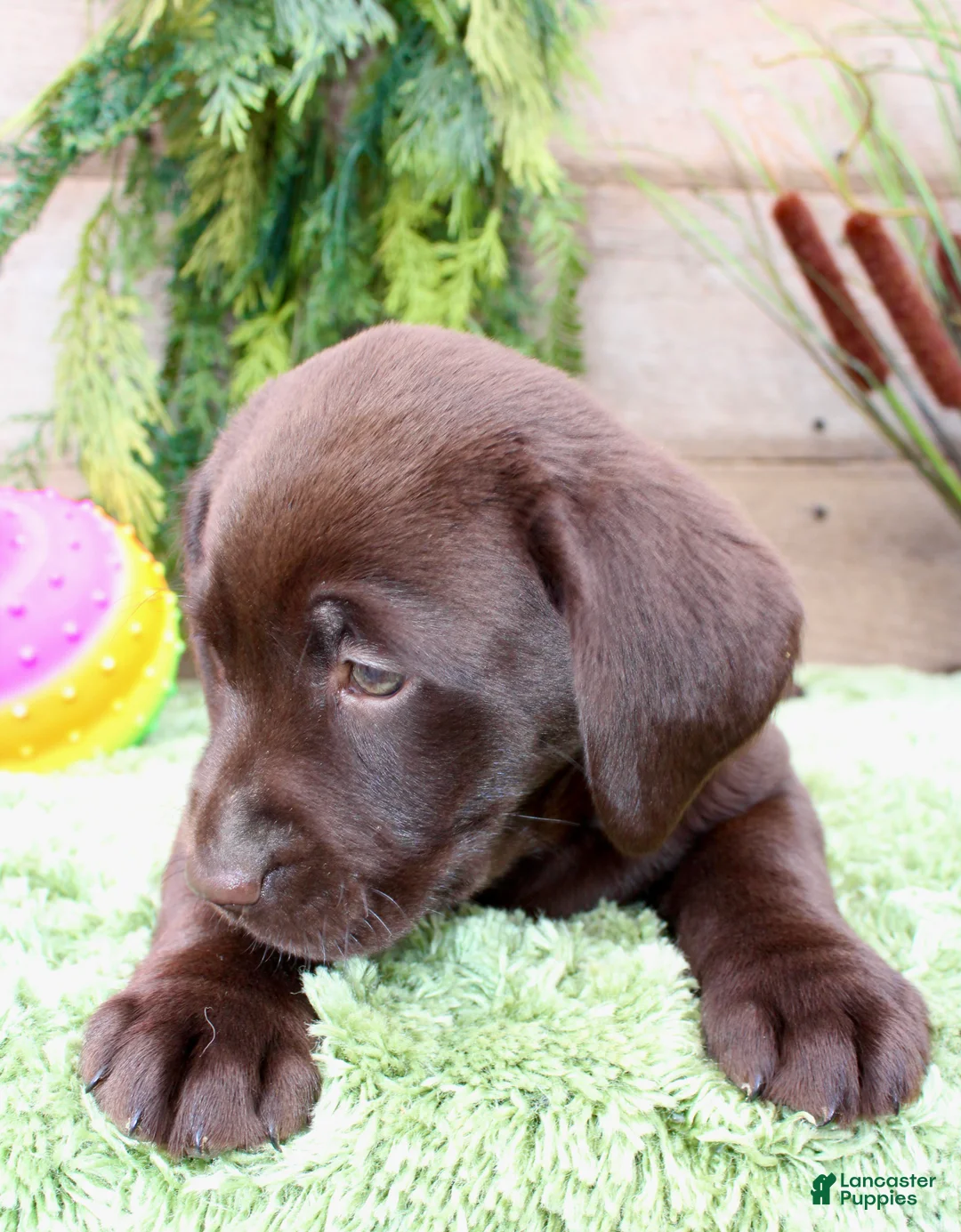 Labrador Retriever dogs for sale: Tootsie - Ad 2