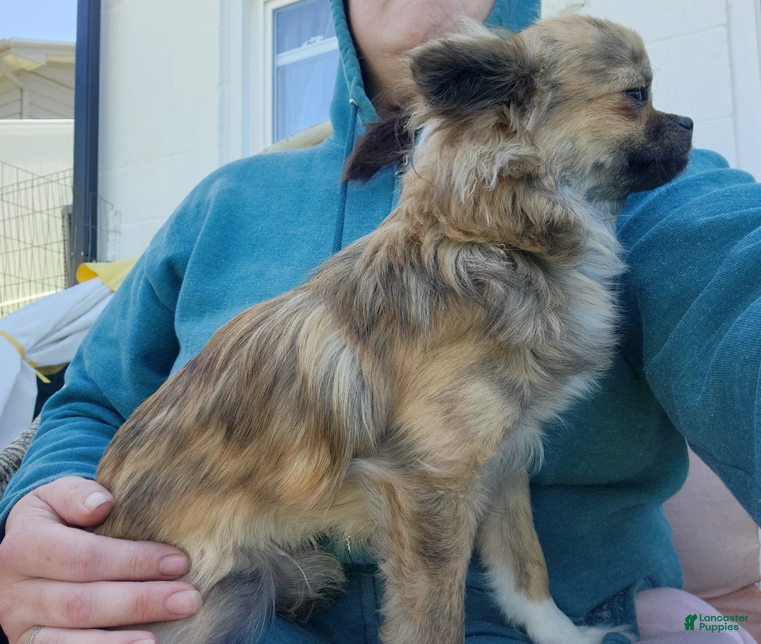 Chihuahua dogs for sale: Brayson  - Ad 2