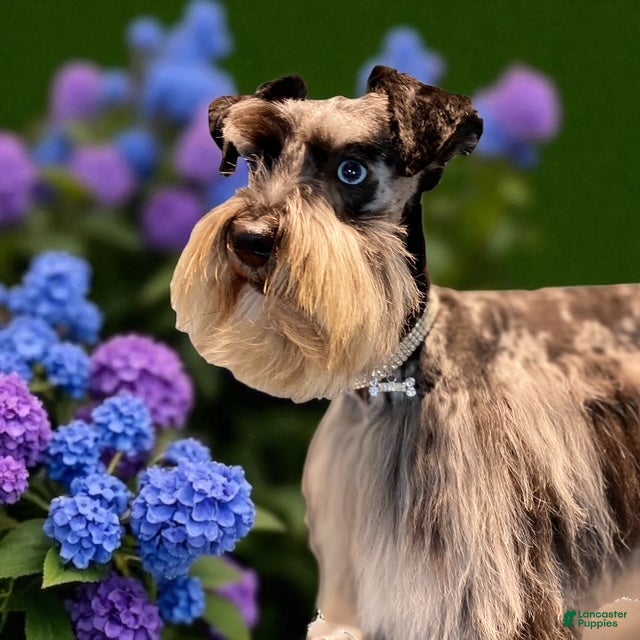 Miniature Schnauzer dogs Promise - Ad 2