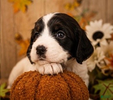English Springer Spaniel dogs Elfie - Ad 36