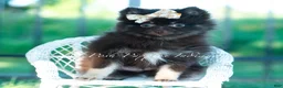 Pomeranian dogs for sale: Mocha - Ad 3