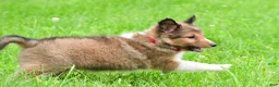 Shetland Sheepdog dogs for sale: Karma - Ad 15