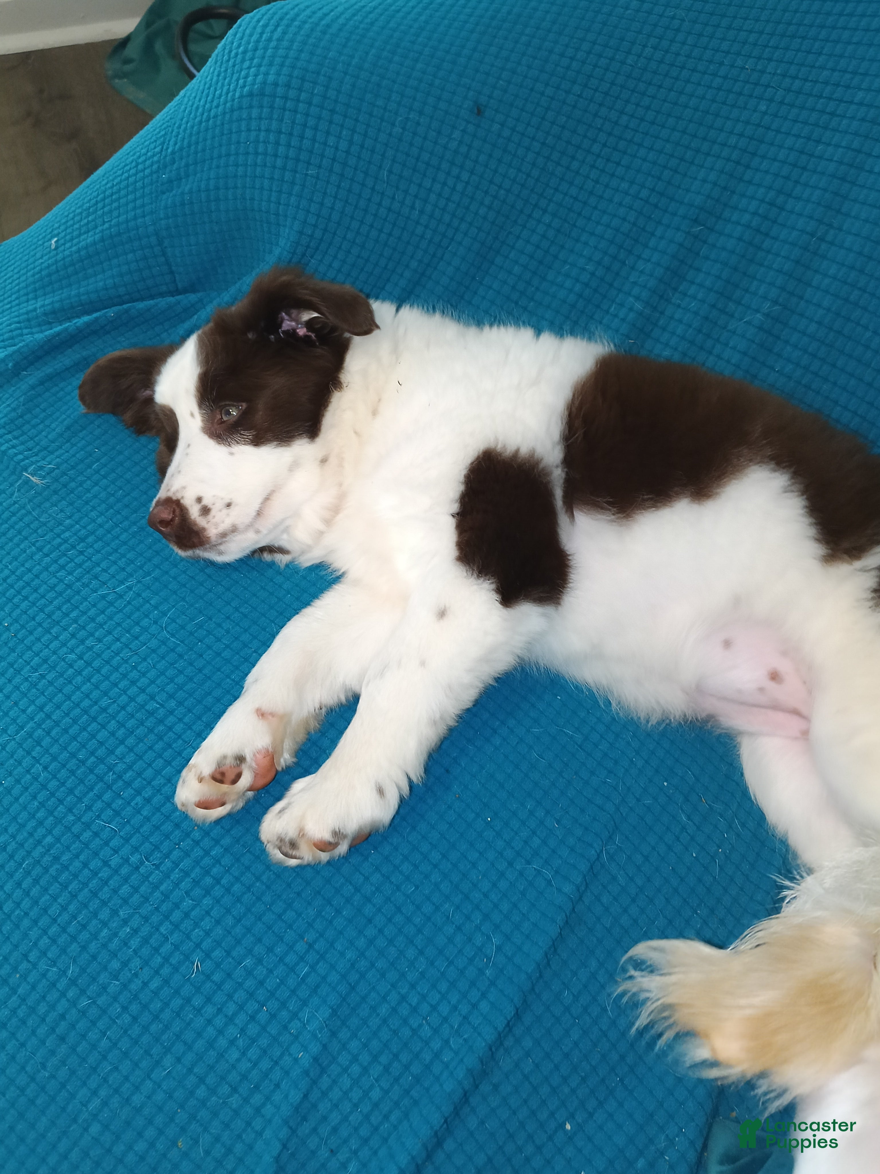 Australian Shepherd dogs Australian Shepherd Puppy 2 - Ad 40