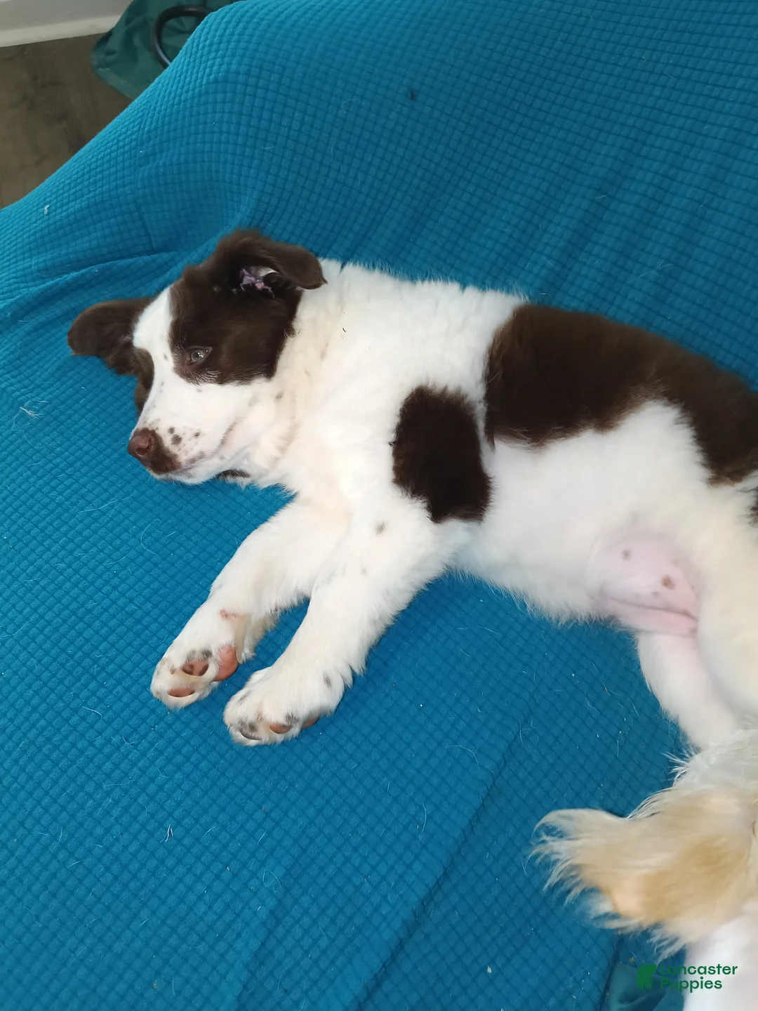 Australian Shepherd dogs for sale: Australian Shepherd Puppy 2 - Ad 1