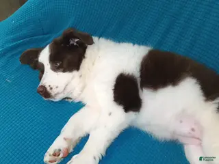 Australian Shepherd dogs Australian Shepherd Puppy 2 - Ad 40