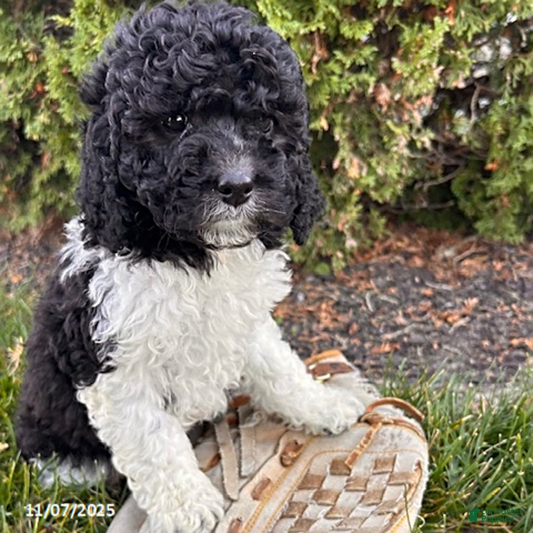 Cockapoo dogs for sale: Luna  - Ad 1