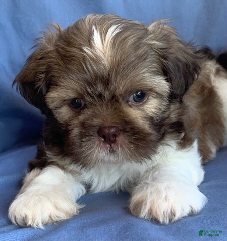 Shih Tzu dogs Monty - Ad 1