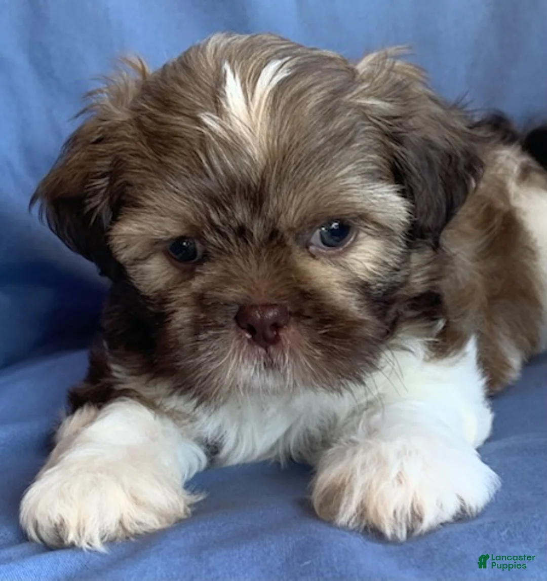 Shih Tzu dogs for sale: Monty - Ad 1