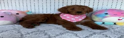 Goldendoodle dogs for sale: Fern 🩷RESERVED💜 - Ad 2