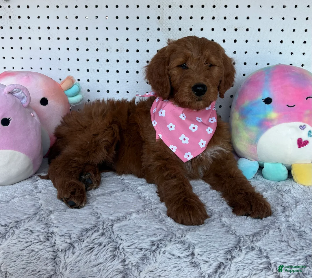 Goldendoodle dogs for sale: Fern 🩷RESERVED💜 - Ad 2
