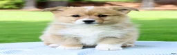 Welsh Corgi Pembroke dogs for sale: Max - Ad 3