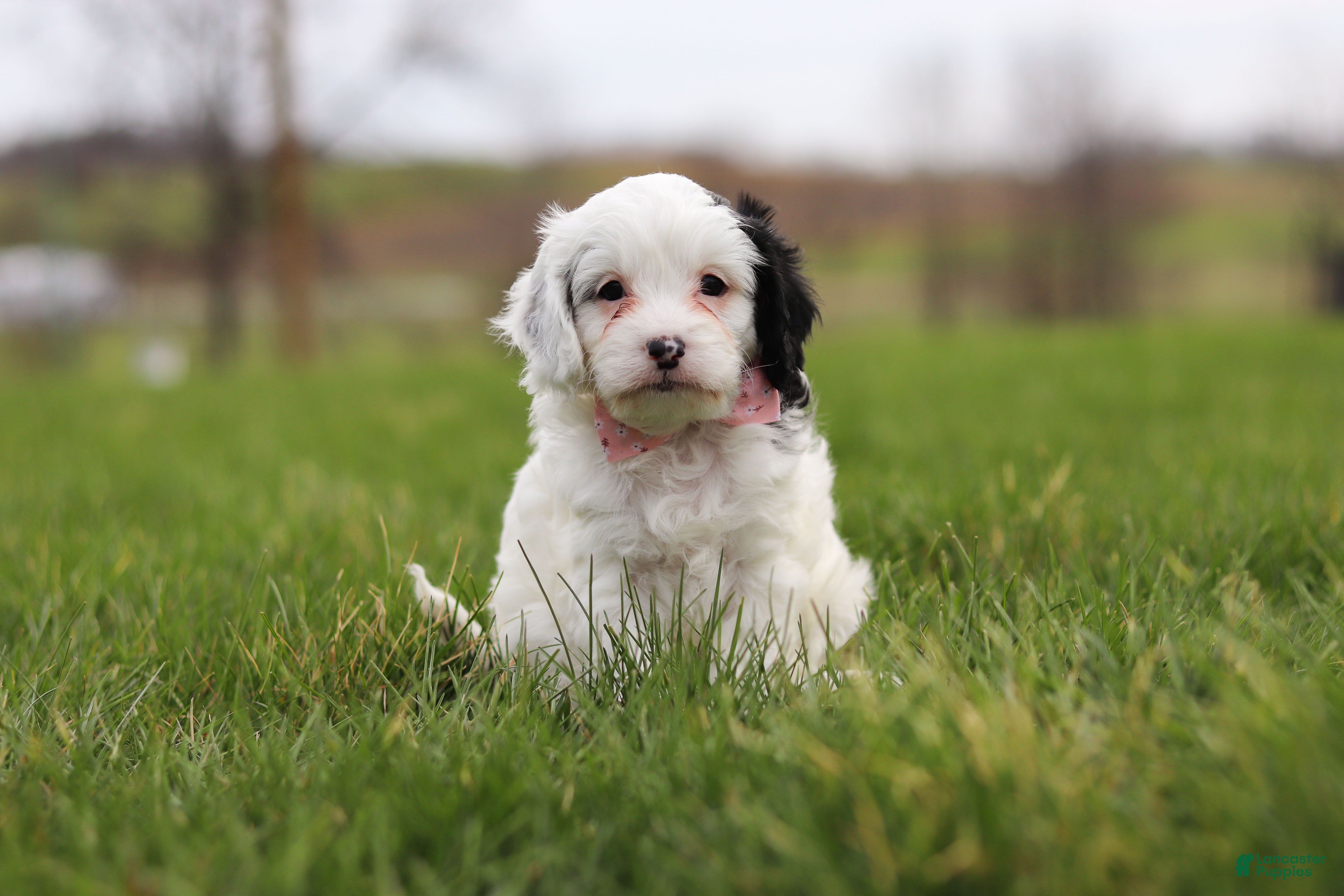 Cavapoo dogs Molly - Ad 2