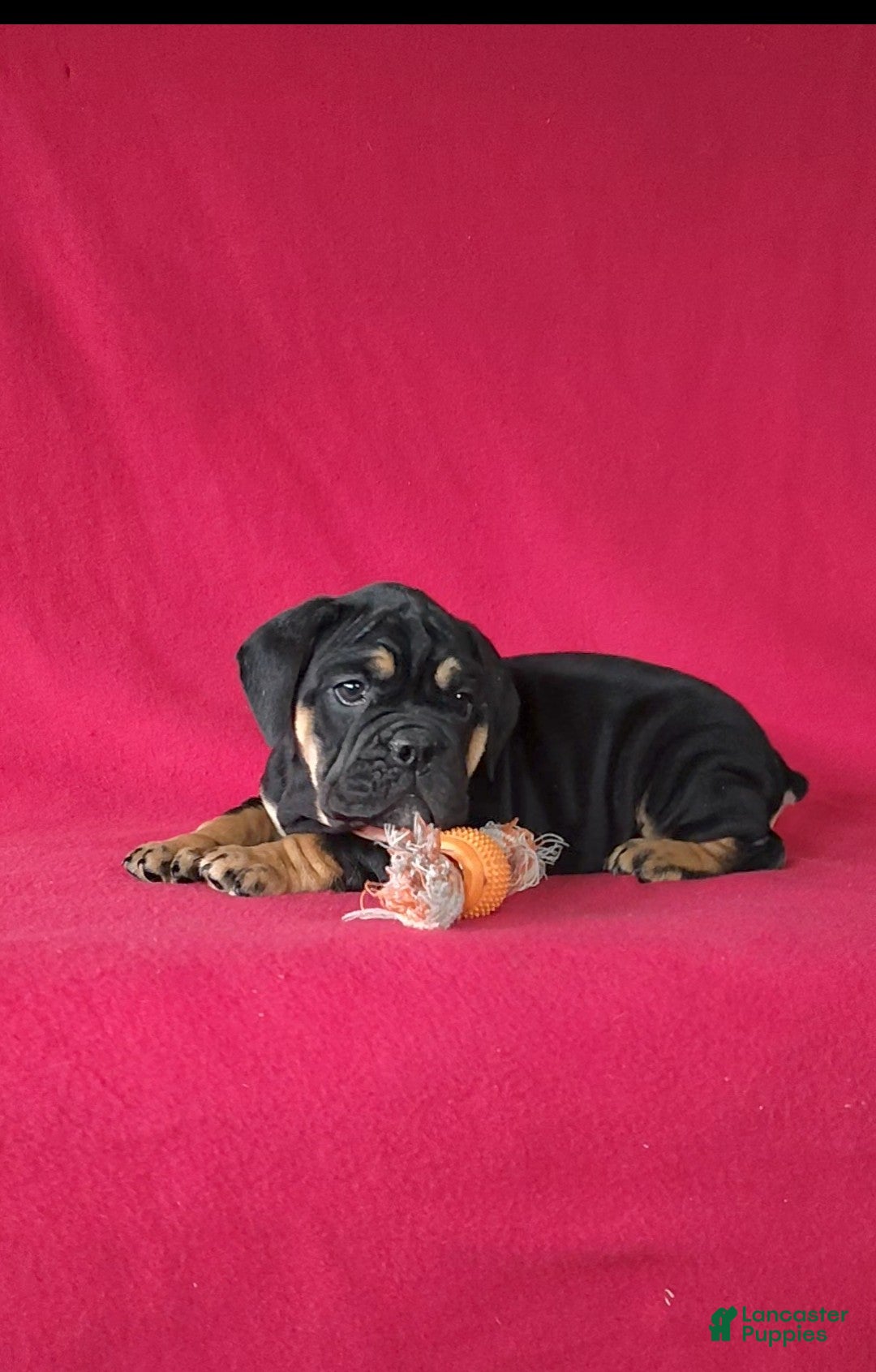 Beabull dogs for sale: Paisley - Ad 2