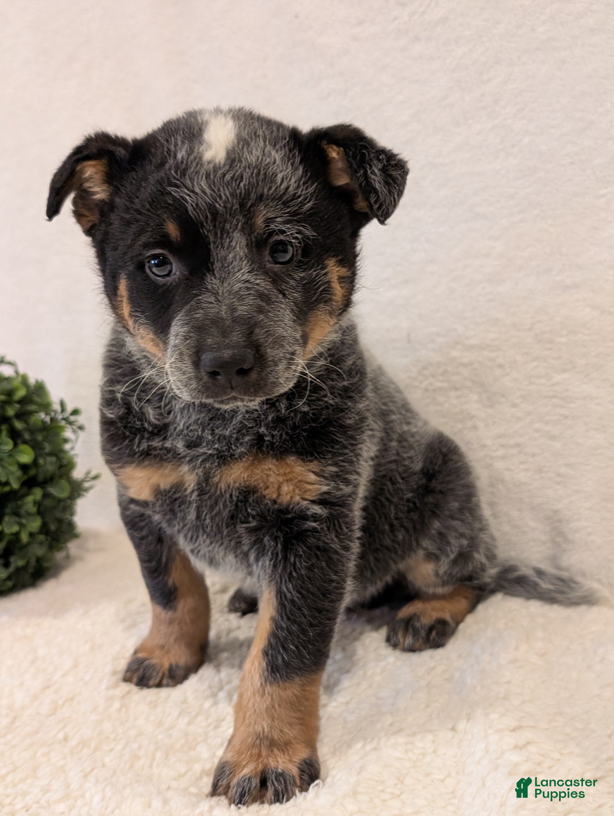 Australian Cattle Dog dogs Sparky  - Ad 33
