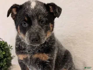 Australian Cattle Dog dogs Sparky - Ad 37