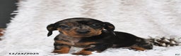 Miniature Dachshund dogs for sale: Dot  - Ad 3