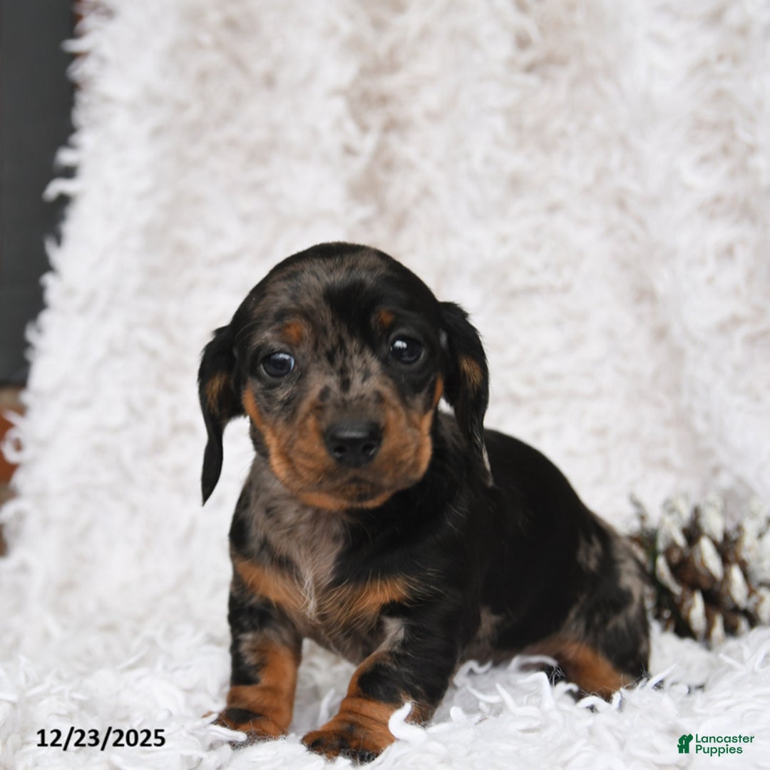Miniature Dachshund dogs for sale: Dot  - Ad 3