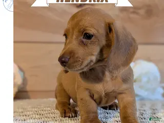 Miniature Dachshund dogs Hendrix - Ad 1
