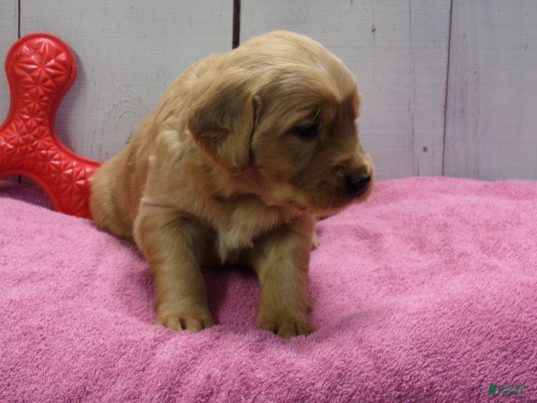 Golden Retriever dogs for sale: Pearl - Ad 3