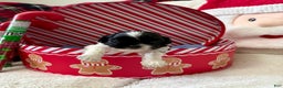Shihpoo dogs for sale: Boq  - Ad 3
