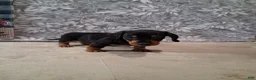 Miniature Dachshund dogs for sale: Coco - Ad 2