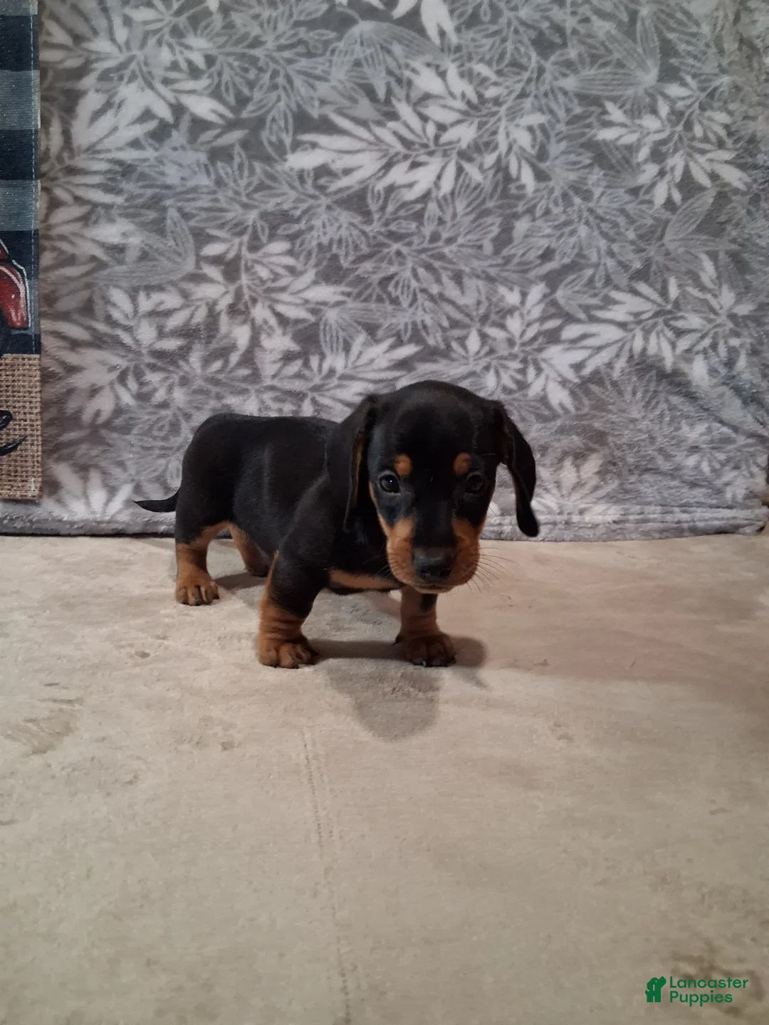 Miniature Dachshund dogs for sale: Coco - Ad 2