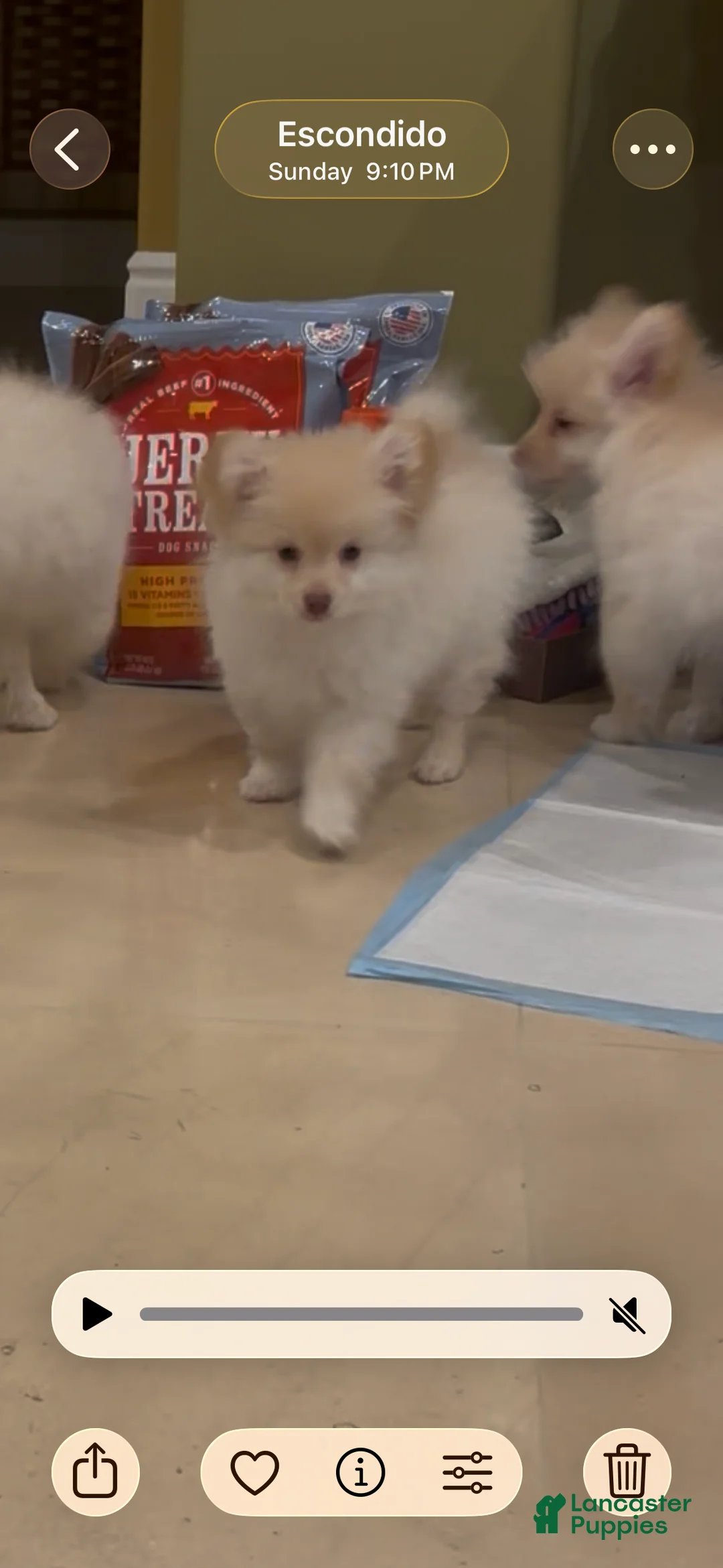 Mixed Breed dogs for sale: Mixed Breed Puppy 1 - Ad 2